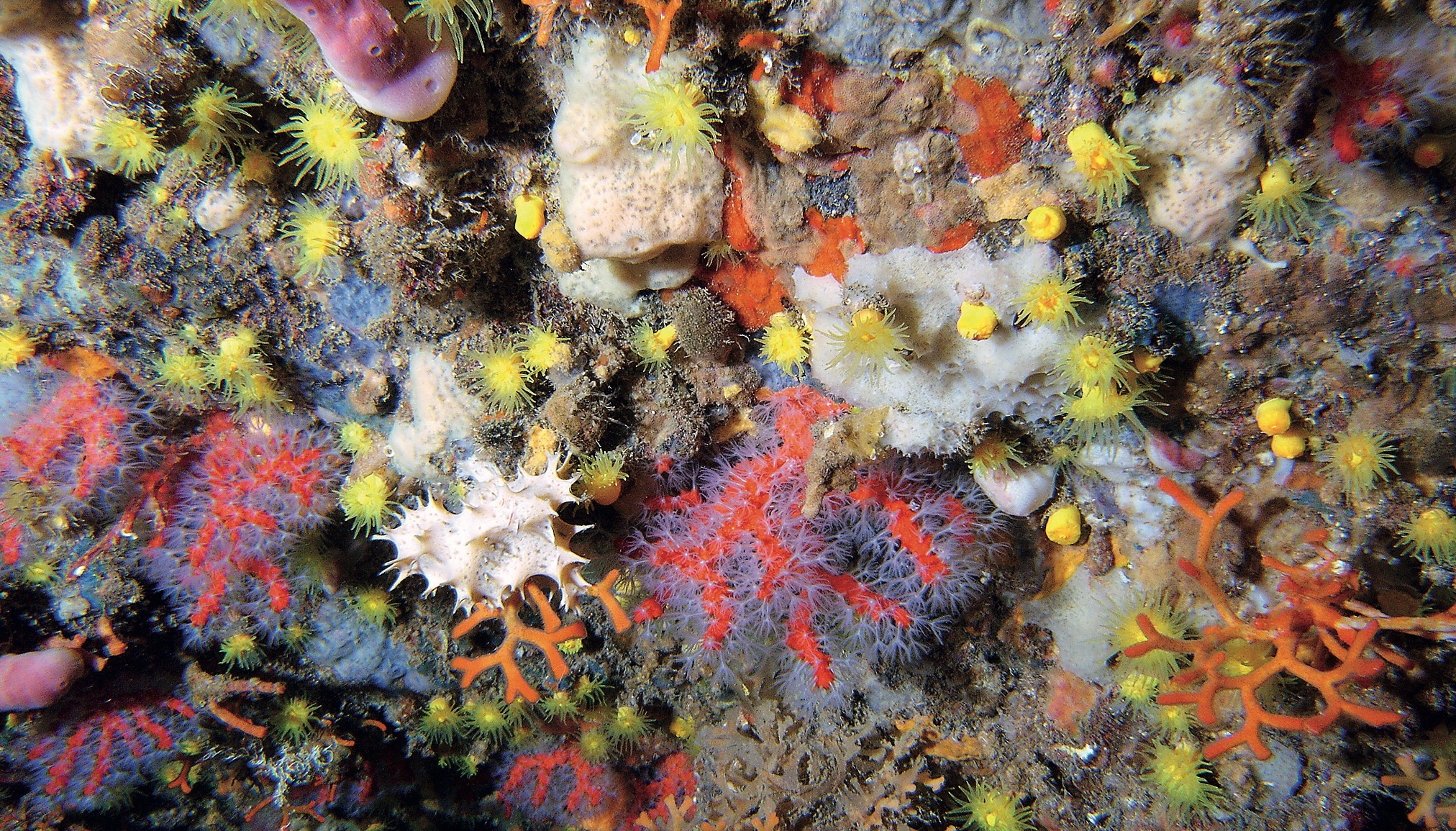 image of coral assemblage