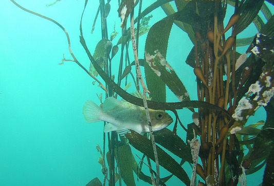 image of fish in kelp forest